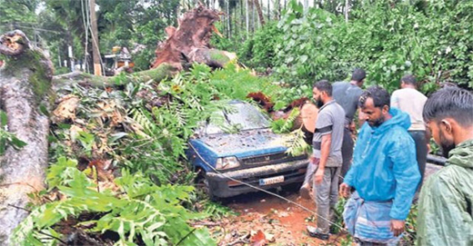 Tree falls on parked car